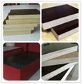factory supply 16mm poplar core film faced plywood  2