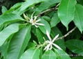 Michelia Flower Oil