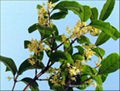 Osmanthus Concrete 1