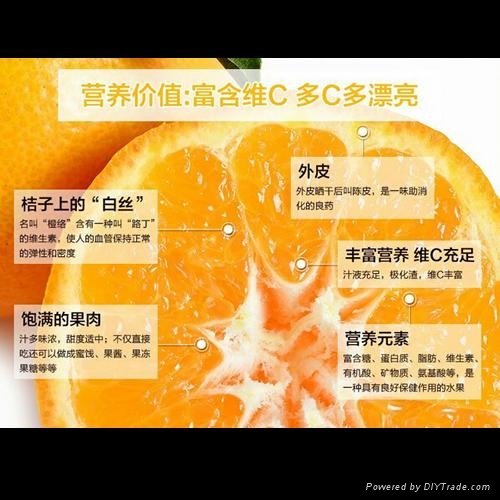  超級美味專賣店春見柑橘（粑粑柑） 2
