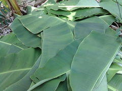 fresh banana leaf