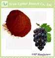  GMP Manufacturer Natural 95% Grade Seed Extract 1