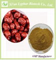 Suppy 100% Natural Ziziphus Jujube Extract Powder