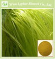 2016 Best Sell Corn Silk Extract Powder
