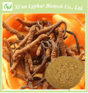 GMP Manufacturer Supply High Quality Cordyceps Extract