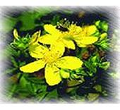 St. John''s Wort Extract