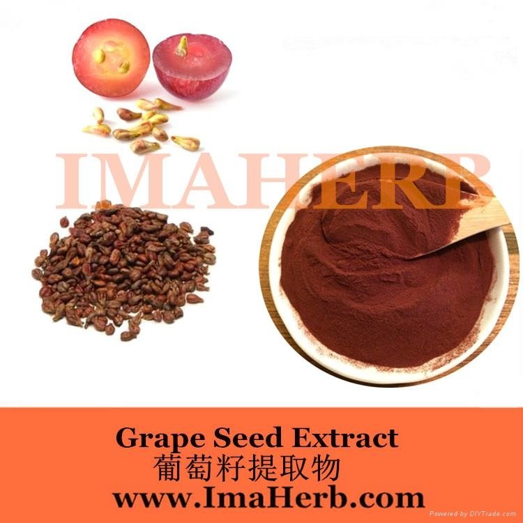 Grape Seed Extract OPC  2