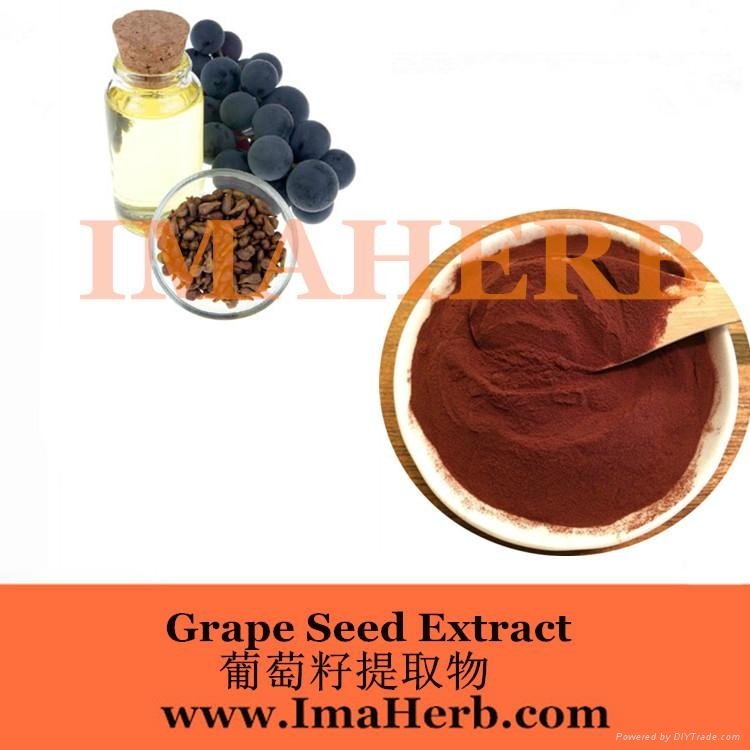 Grape Seed Extract OPC  3