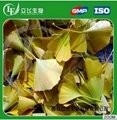 Reliable Manufacturer of Natural Ginkgo