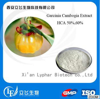 Wholesale Garcinia Cambogia Extract