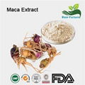 Maca Extract