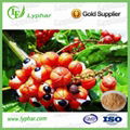 Manufacturer Provide High Purity Guarana