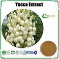 Yucca Extract 1