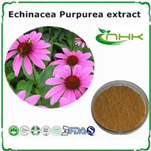 Echinacea Purpurea Extract