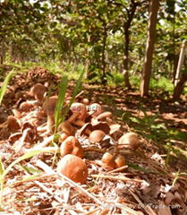  Rare and precious edible fungus