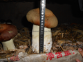  Rare and precious edible fungus 5