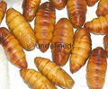 Frozen silkworm chrysalis  1