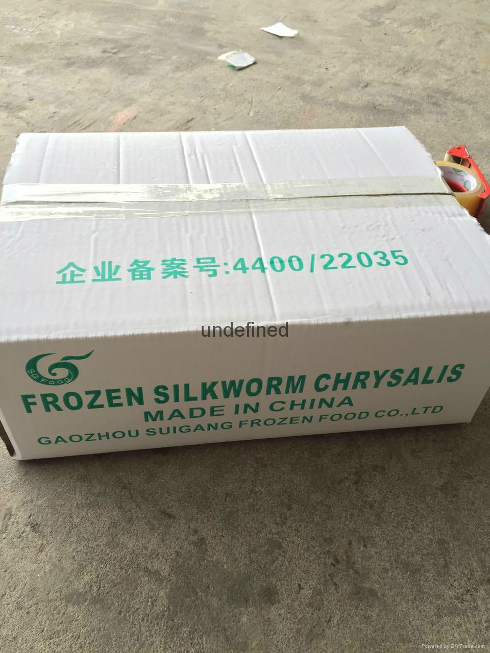 Frozen silkworm chrysalis  2