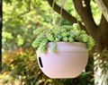 Bowl-shaped hanging flower pot