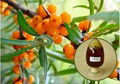 Best Essential Oil Seabuckthorn Fruit