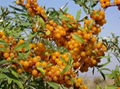 Best Essential Oil Seabuckthorn Fruit Berries Oil Sea buckthorn 2