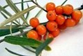 ISO Certificated Seabuckthorn Seed Oil