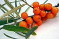 Factory Supply Natural Seabuckthorn Fruit Oil Berry Oil With Competitive Price