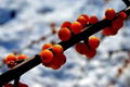 High Qulity Sea Buckthorn Fruit Berry