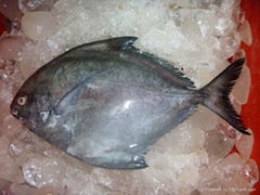 Frozen Pomfret Fish