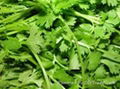 Coriander Leaves