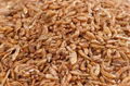 DRIED GAMMARUS WHOLESALE