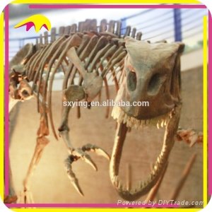 Theme Park Attractive Fake Dinosaur Skeleton Fossil 3
