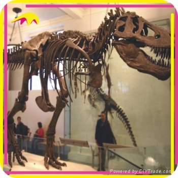 Theme Park Attractive Fake Dinosaur Skeleton Fossil 5