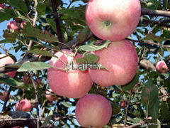 FRESH FUJI APPLE