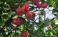 FRESH RAMBUTAN 1