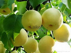  Golden Pear