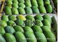 Fresh Quality Mango  7