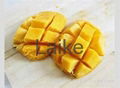 Fresh Quality Mango  4