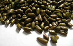 Cassia tora seeds