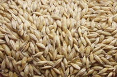 Barley