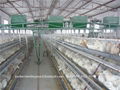 poultry farming equipment 1