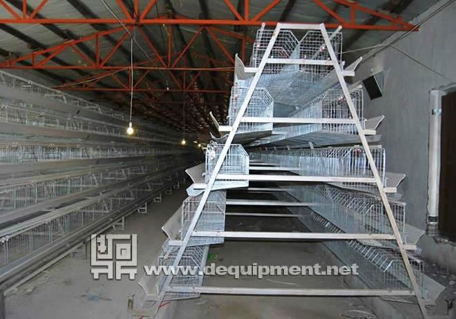 5 Teris of 200 Birds Layer Cage