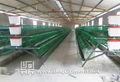 Plastic Coated Layer Cage 1