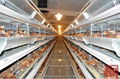 Pullet Cage