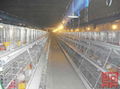 A Frame Semi Automatic Pullet Chicken