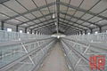 A Frame Semi Automatic Broiler Chicken Cage 1