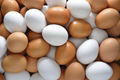 White/Brown Fresh Table Chicken Eggs