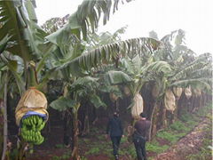 Banana growing paper bags