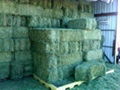 Alfalfa Hay In Bales