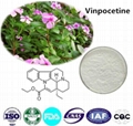 Vinpocetine 1